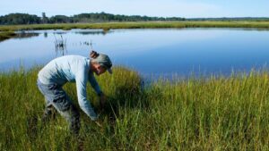 A photo of a researcher in a tidal marsh