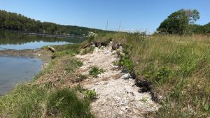 A photo of shell midden on the shore of the Damariscotta River in Maine