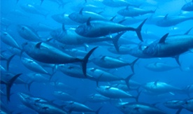 Bluefin-Tuna