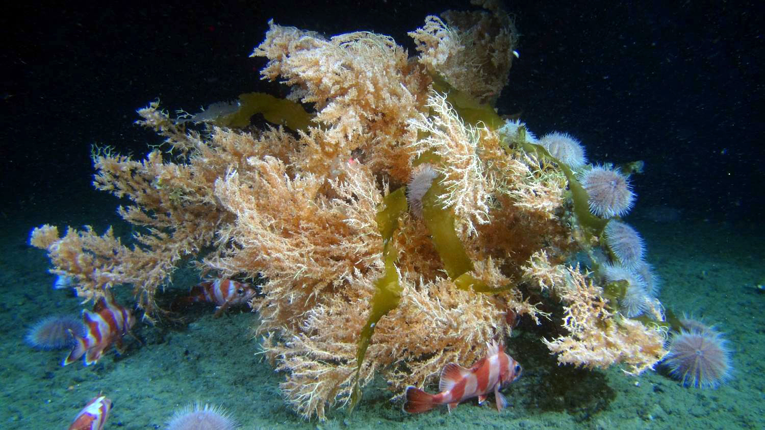Red tree coral fish urchin marine Alaska