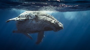 whale phytoplankton baleen