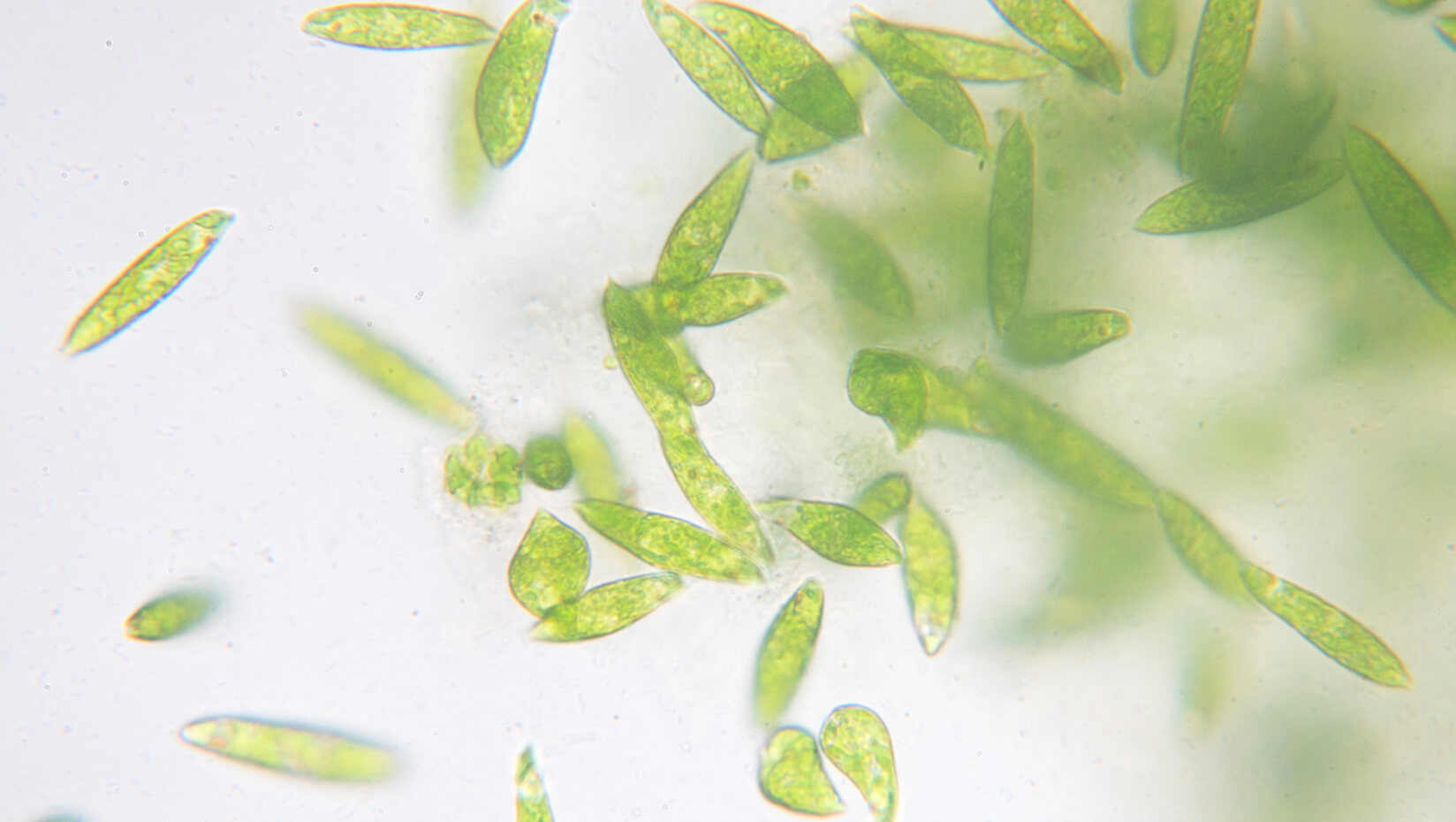 emannuel-boss-phytoplankton-news