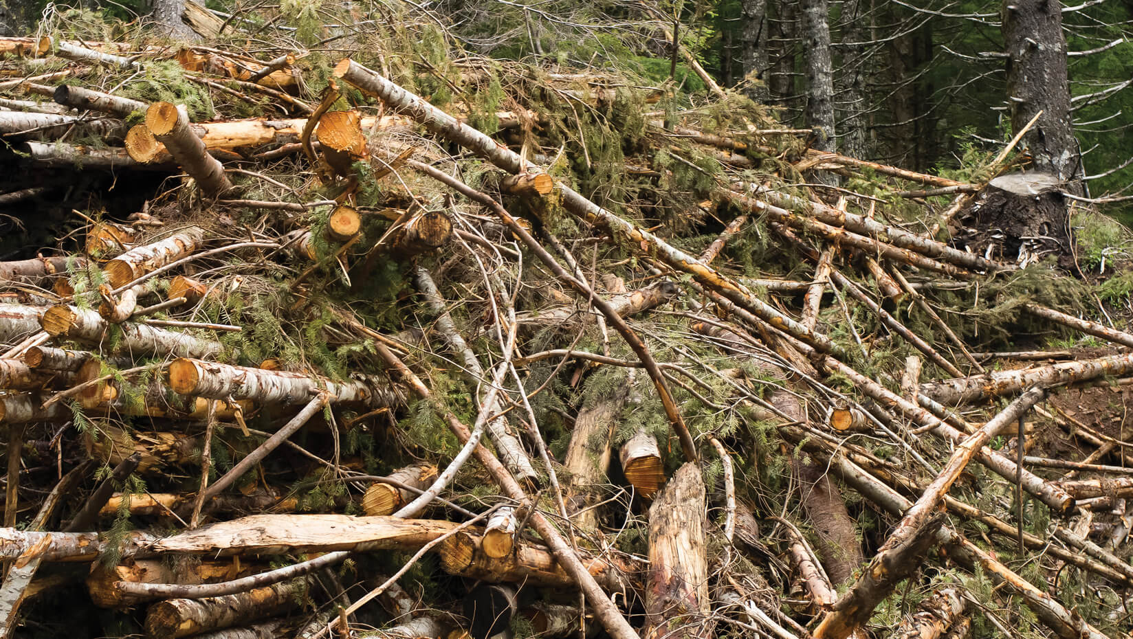 woody-biomass-news-feature