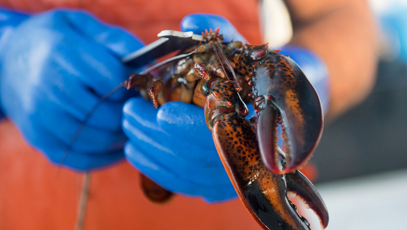 lobster age marine