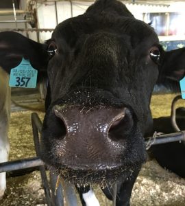 witter dairy cow nose