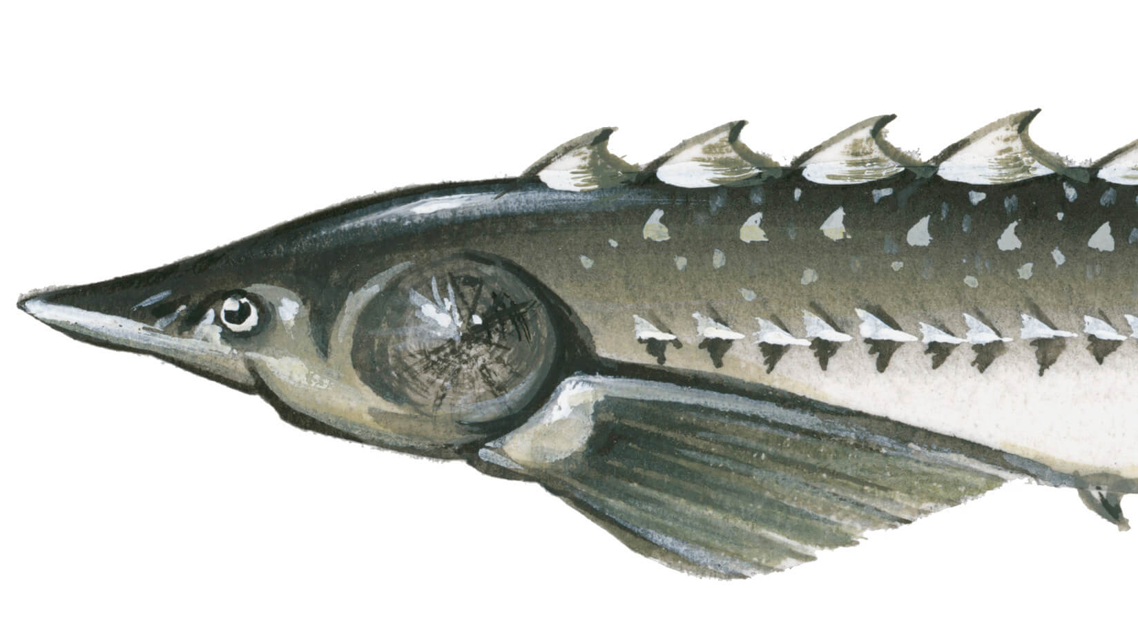atlantic sturgeon fish illustration