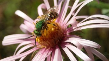 bee flower maine pollinator umaine research
