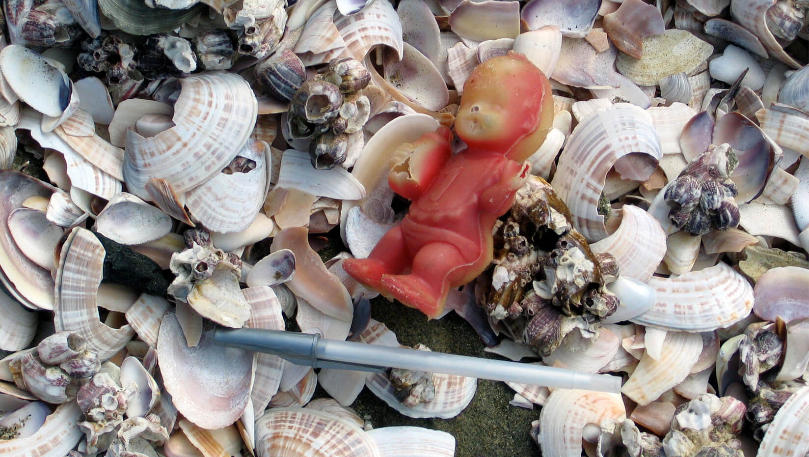 sea shells trash plastic pollution