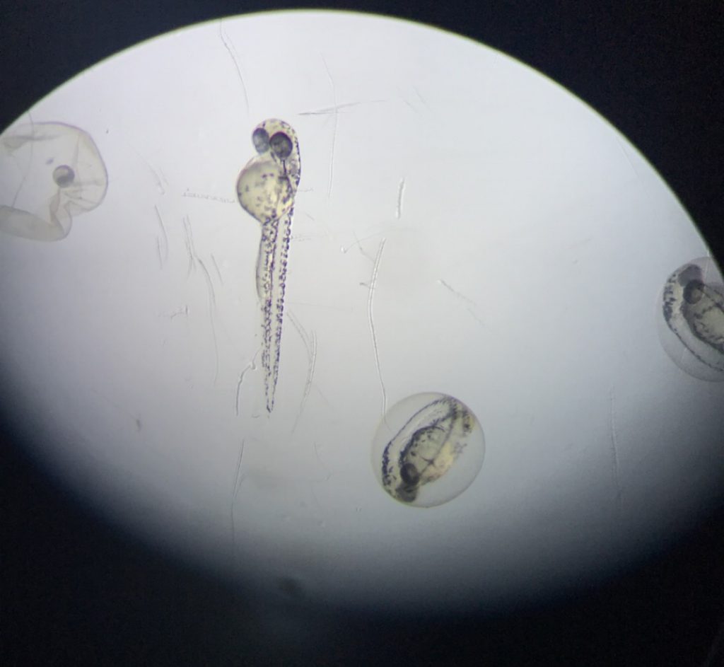 Photo of aquatic organisms through a microscope