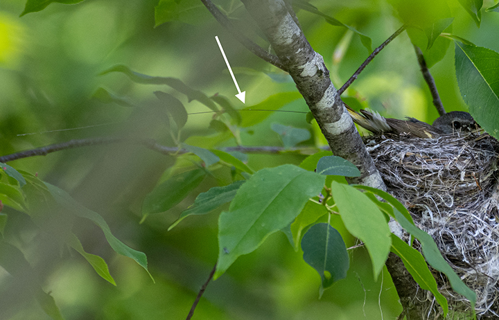A female American redstart, a small bird with a mousy brown back, yellow chest, and black beak, sits on its nest in a deciduous tree. A white arrow points to a wire antenna from the bird’s tracking tag that arches over its back and past its tail. 