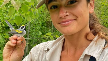 Filiberti pauses as she tags a male golden-winged warbler on a summer day in a deciduous Wisconsin forest.