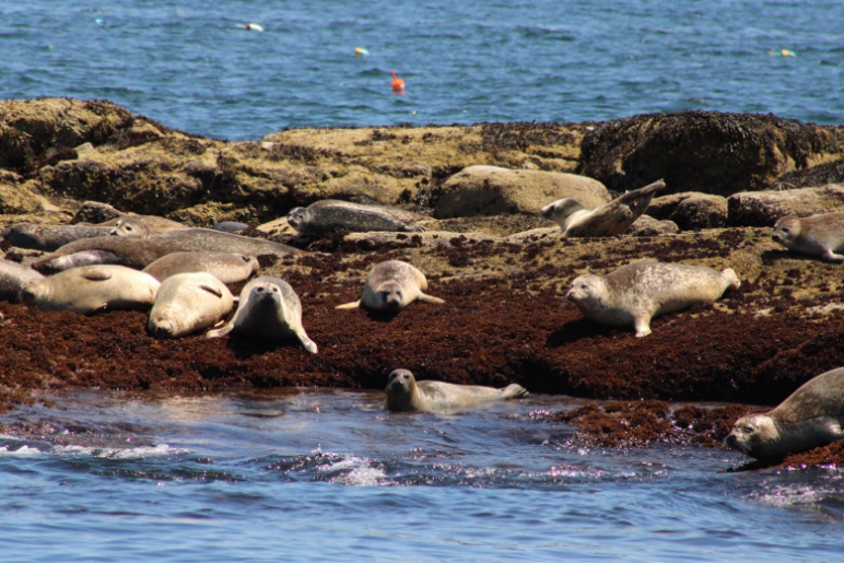 Harbor seals lounging on a rock surrounded by ocean.