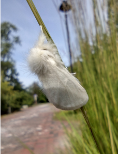 A large grey moth with a fuzzy head perches on a grass stalk by a road. 