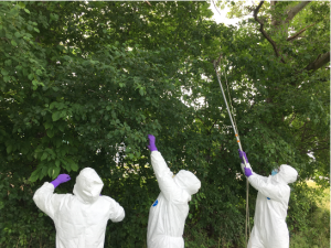 Three people dressed in white biohazard suits stand in front of small trees and brush. Two are reaching into the tree and the third person is using a pole saw.