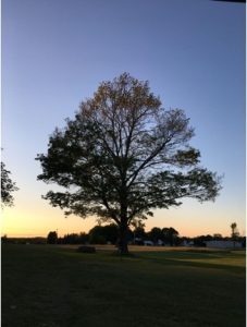 An oak tree missing leaves is silhouetted by sunset. 