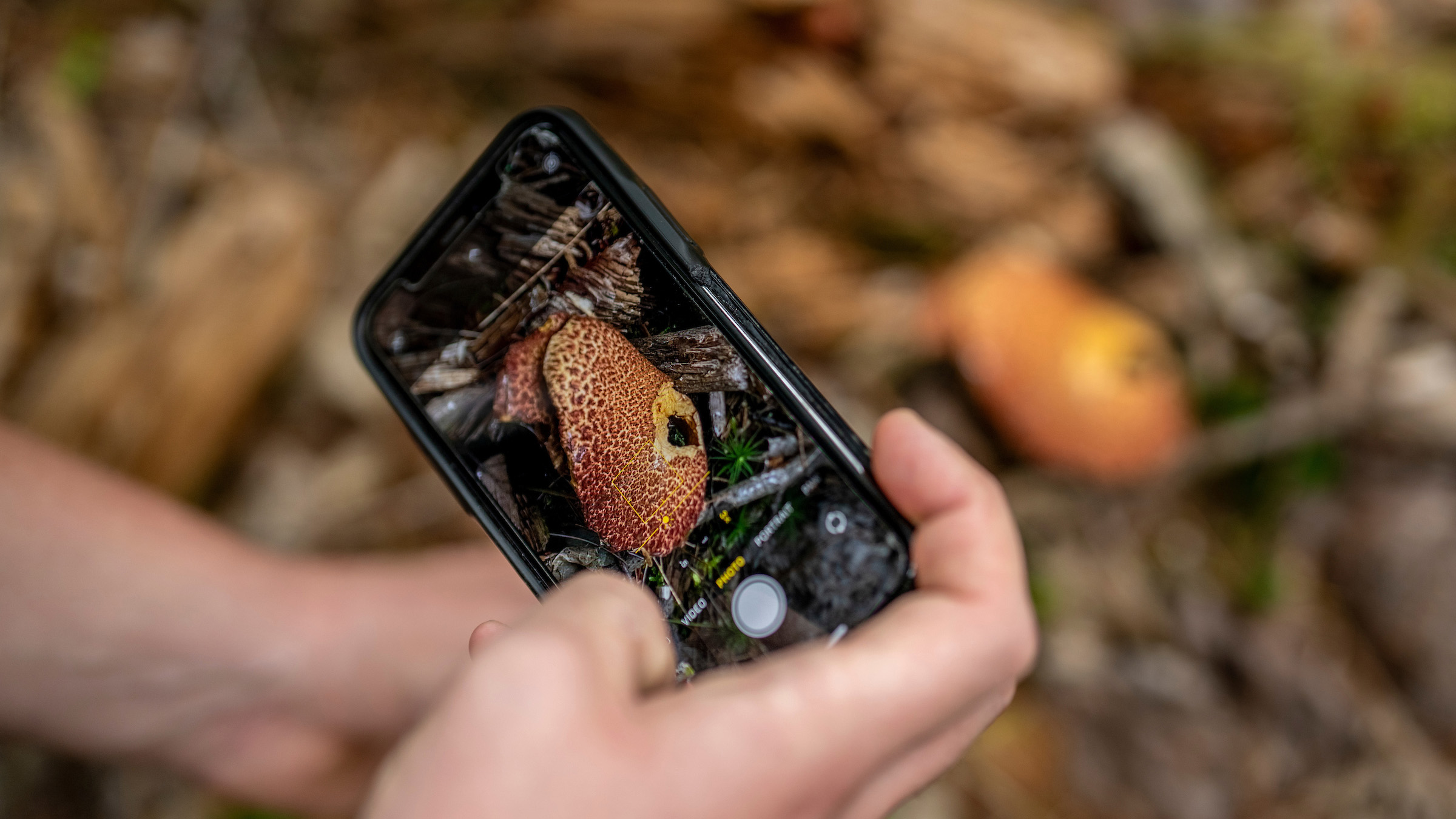 A person holds a phone in camera mode. The camera shows a mushrooms and a forest floor is in the background.